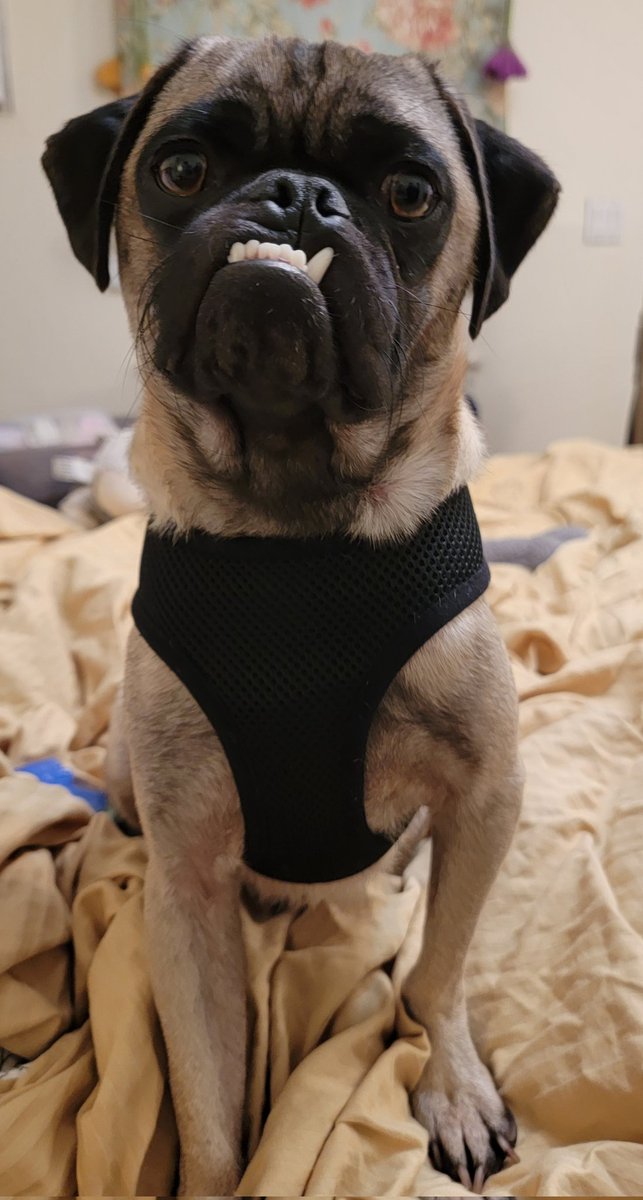 silverdsl's tweet photo. "What do you mean you have to go to work!? Stay home with me and play!" #macaroni #pug #pugmix https://t.co/qzZJdnefEf