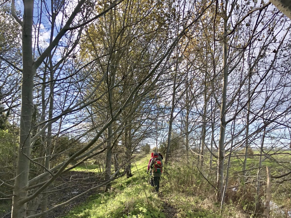 This morning we joined up with @CambsGeology for a guided @FenEdgeTrail walk along the Aldreth Causeway down to the Old West River & Nine Acre Wood 🌳 Lots to discuss about the geology, history, wildlife & landscape of the area. See fenedgetrail.org for walk guides 👣