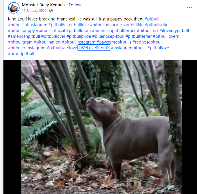 US breeder campaigning against the ban: 'The XL American Bully, commonly mistaken as the XL Pitbull is a very popular breed known for their incredible size, strength and calm demeanor.'

That same breeder when advertising his ABKC champion dog: