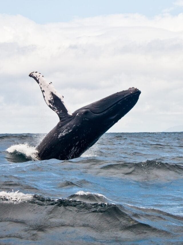 VisitMaine.net tweet media