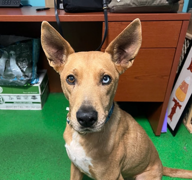 KOB4's tweet photo. Meet Slick and Bear! They are the two adoptable pets we're featuring as we show our Love 4 Pets. 

If you'd like to learn more about how to adopt and/or meet them, visit https://t.co/FxBPQlNHC5 https://t.co/STzyJKmYIk