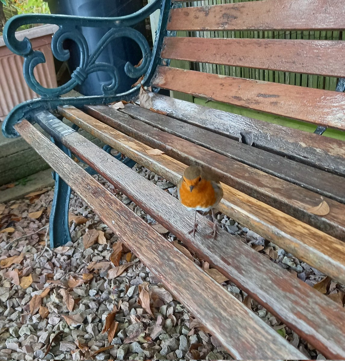 Keeping a watchful eye on my gardening