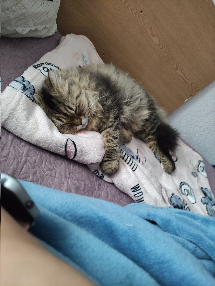 sofik311's tweet image. Siesta antes del curro pero siempre quitándome la manta 😺