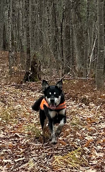 It’s T-minus 17 days until #TestYourLimits Mission: Chimborazo! 🌋 
The team is training hard and gearing up, with an honorable mention to coach Biff 🐶
Follow along as we ascend the highest volcano in Ecuador by reading our trek blog: testyourlimits.ca