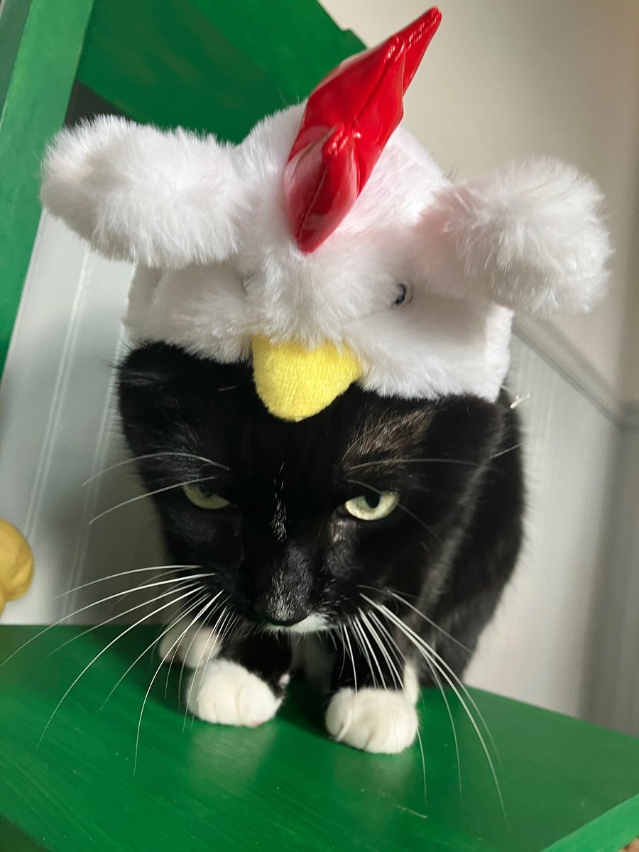 Mischa Salkind-Pearl tweet media