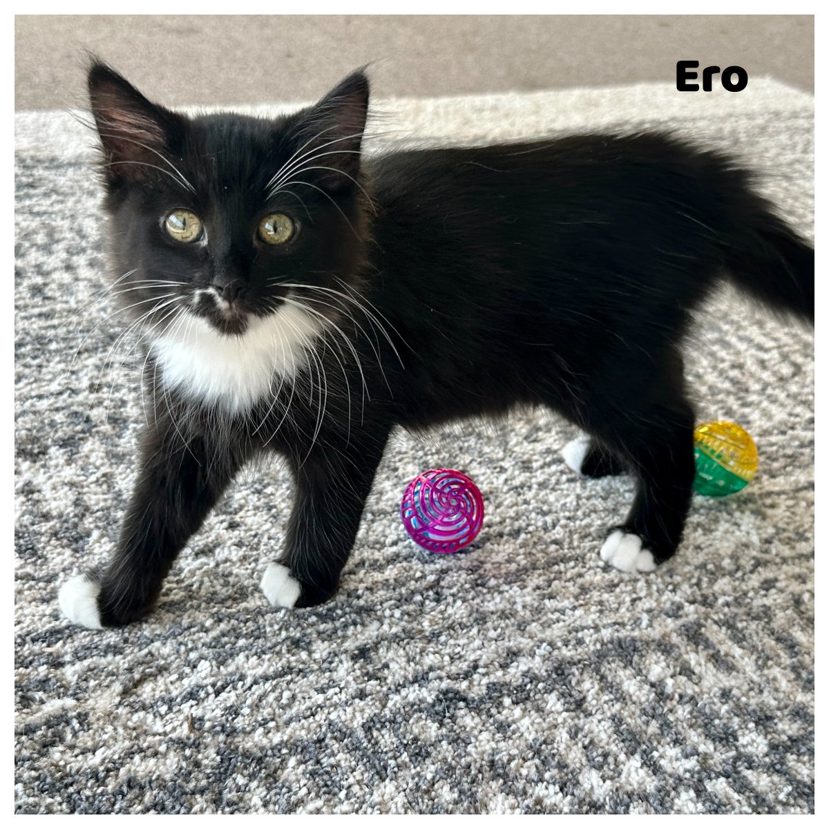 #Dublin, CA: Meet EOS & ERO (CP), cute sisters who hope to be adopted together! Eos is playful and is always prepared to Netflix and Chill 😹 Ero is fun, energetic and so curious! Eos and Ero were born in May 2023... adoptrescuecatsinca.com #RehomeHour #US #cats #kittens #adopt