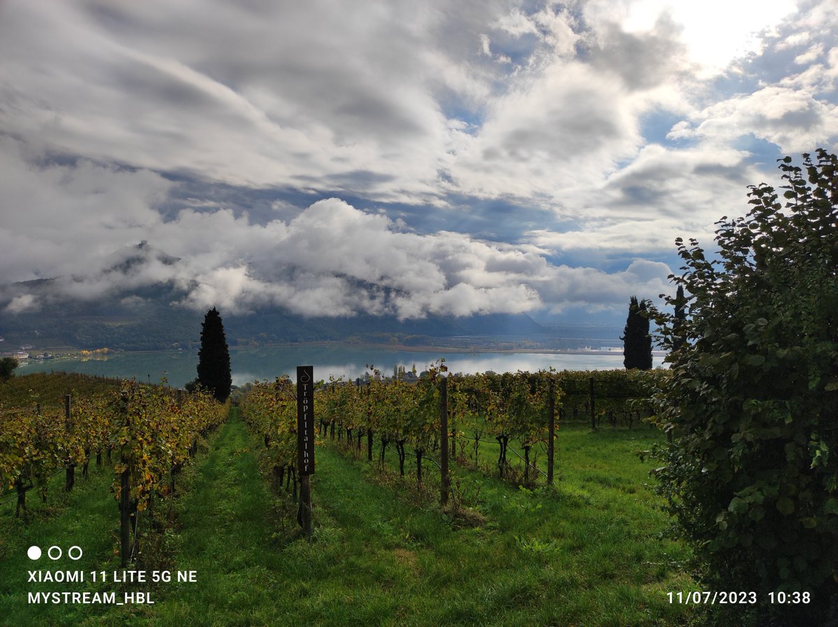 MystreamC's tweet image. Mai napi kirándulás Kaltern - be. #Kaltern #Italy #Bolzano #weinberg