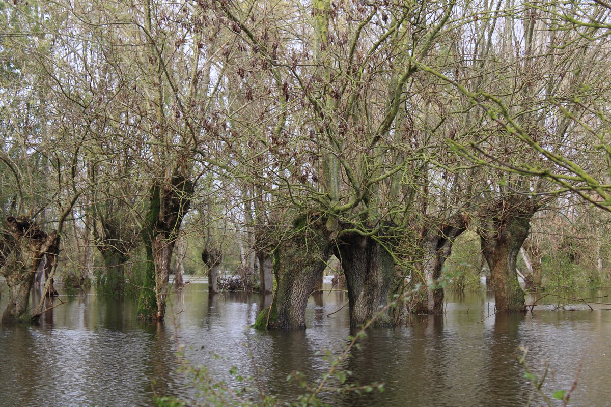 pmaraispoitevin's tweet photo. [ ÉTAT DE LA MONTÉE DES EAUX ]
Les crues sont des phénomènes naturels et récurrents dans le #Maraispoitevin, habitué à accueillir les eaux de pluie du bassin versant, par le biais de ses trois fleuves... + suite infos et photos 👉 https://t.co/7WFu3aGwnP #evail https://t.co/l5HggoAep4