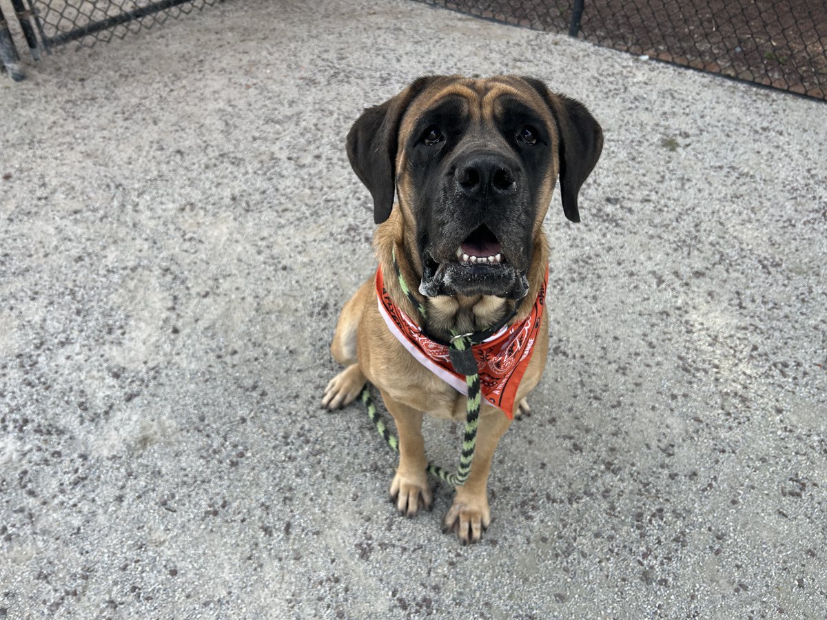 PSPCA's tweet image. We have the most beautiful and lovely mastiff, Peanut, just waiting to be adopted at our Philadelphia headquarters.

Did we mention she was last week's @NHLFlyers @FlyersCharities Hockey &amp;amp; Hounds featured pup? Let's find her a home, right @jasonmyrt?