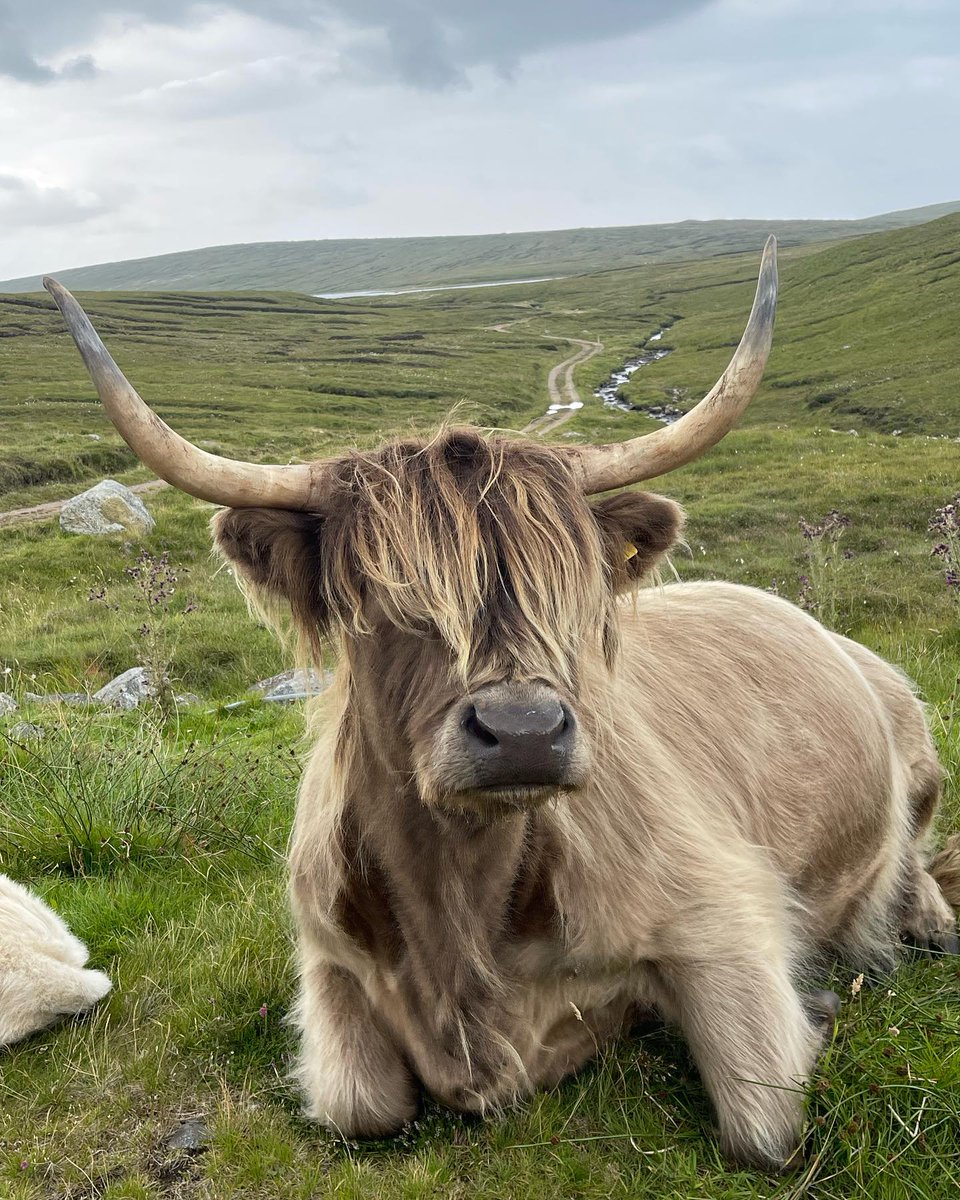 Hebridean Way (@hebridean_way) on Twitter photo How beautiful is this lass?!
We'd love to see the lovely coos you met on the Hebridean Way - tag us <a href="/hebrideanway/">Stephen Leslie</a> or #hebrideanway
📸: @thewalkingtraveller
#visitouterhebrides #hebrideanway How beautiful is this lass?!
We'd love to see the lovely coos you met on the Hebridean Way - tag us <a href="/hebrideanway/">Stephen Leslie</a> or #hebrideanway
📸: @thewalkingtraveller
#visitouterhebrides #hebrideanway