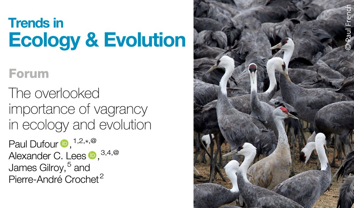 I'm happy to share this short piece published in <a href="/Trends_Ecol_Evo/">Trends in Ecology & Evolution</a> where we discuss the concept of vagrancy in the animal kingdom and argue that this poorly understood phenomenon deserves more attention from researchers --&gt; authors.elsevier.com/a/1i2kTcZ3WyH4f