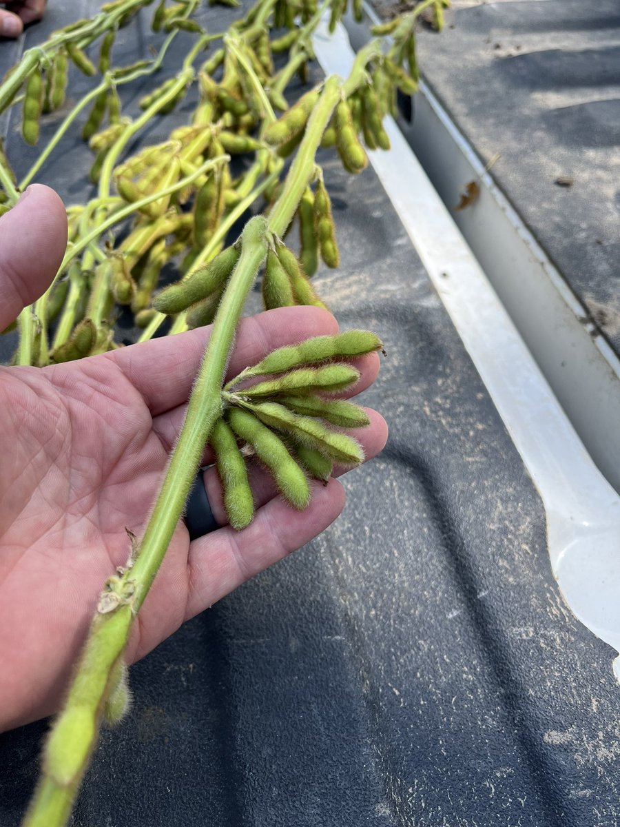 Nearly 240 pods on these #HiSOYs in #GreeneCounty #Illinois from #Harvest22 🤩

📸Chad Goetten

#agtwitter #PrairielandFS