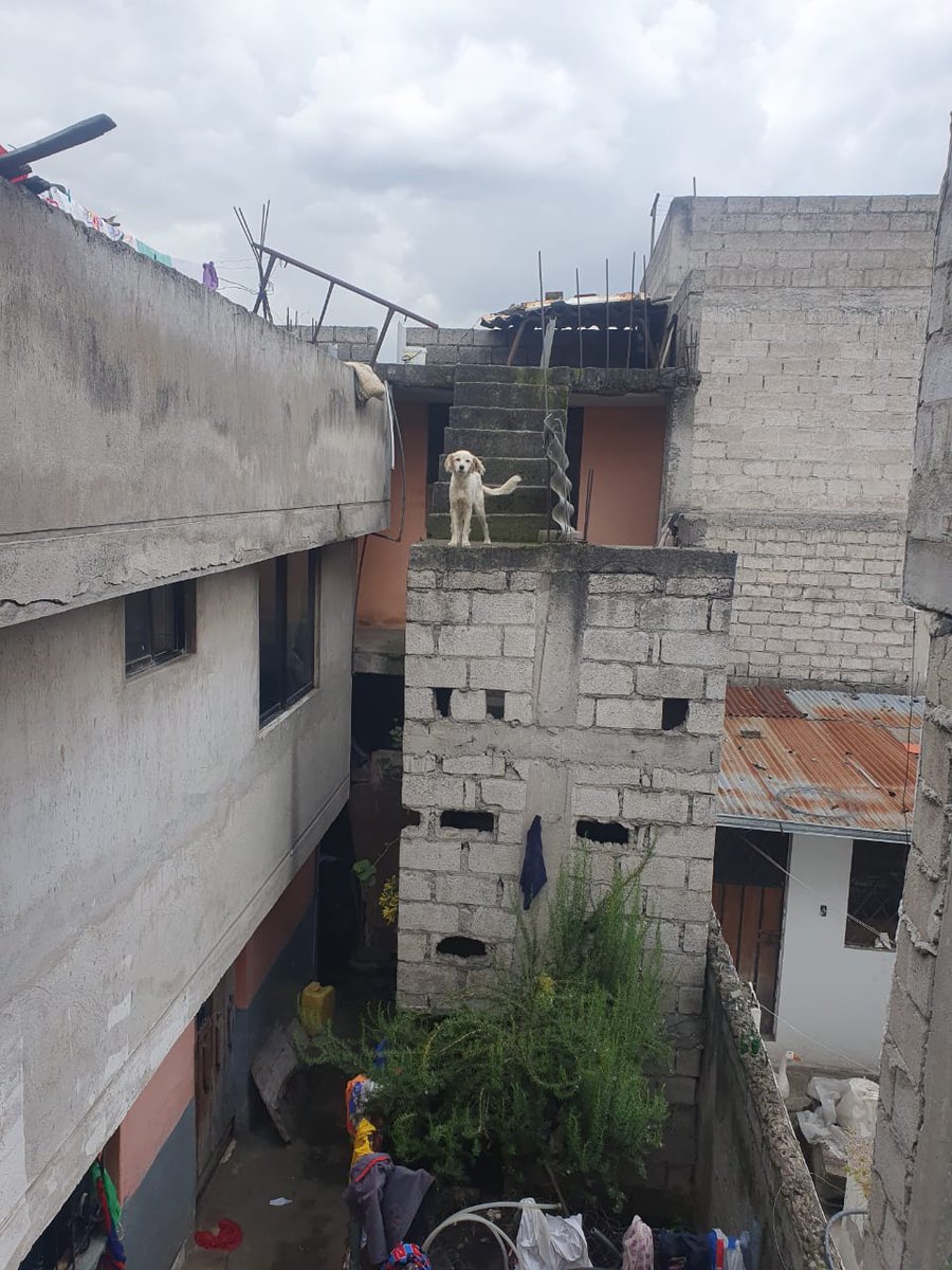 🚨#DenunciasAtendidasUBA | Ante la alerta de un presunto caso de mala tenencia de una 🐩canina, acudimos al sector de Guamaní donde se verificó que pasaba en una terraza, Sasha fue retirada e ingresada a  nuestro CAVRAT donde se dará atención para posterior proceso de adopción.