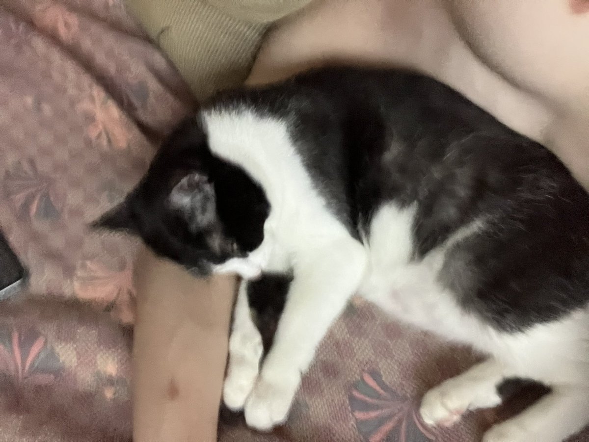 猫猫睡觉#cat