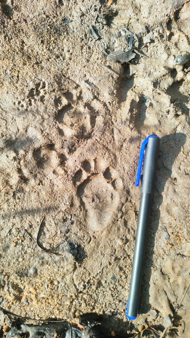 🐾 Exciting Quiz Alert !! 🌿 Can you decipher the secrets of the wild?  'Guess the Pugmark': Study the photo closely and tell us which magnificent creature left this mark? Let's celebrate the beauty of nature together. 🦁🐆🐾 #WildlifeQuiz #PenchTigerReserve #GuessThePugmark
