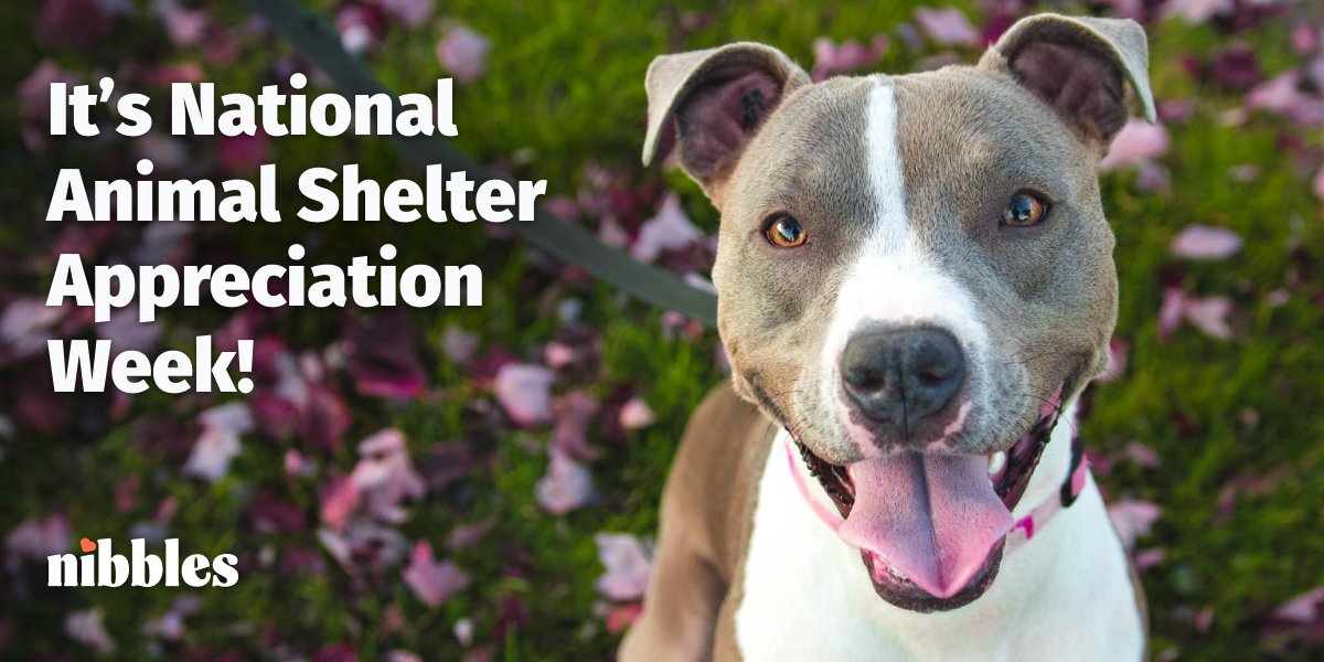 Animal shelters are a lifeline for pets, bringing them to loving homes, offering aid to those in need, and helping lost pets get back to their families. Support your local animal shelter!