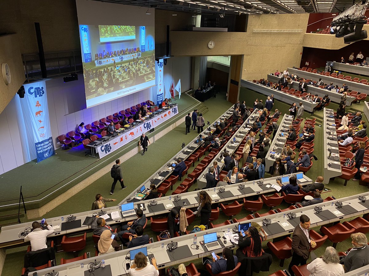 At #CITESSC77, ICCWC will give an update to the @CITES Standing Committee about the work of #ICCWC Partners & support to countries in combating wildlife crime 🌎 Read the ICCWC document📄bit.ly/3ser71z Watch live📺 youtube.com/@CITES/live #TogetherAgainstWildlifeCrime