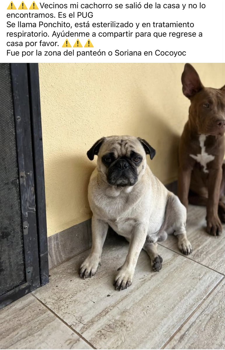 CharlyTovar's tweet photo. Me ayudan a localizarlo?
Se perdió en Cocoyoc Morelos, pensamos que alguien lo sustrajo porque sabía regresar a casa 
#morelos 
@PacoCedeno1 
@AristeguiOnline 
@perrosymas 
#cocoyoc #cuernavaca #oaxtepec #pug #perroperdido https://t.co/q6dvZvD3nt