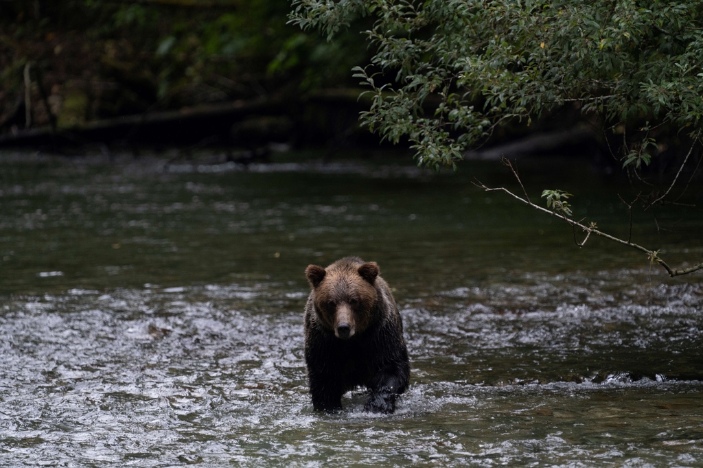 Here's to wishing the bears a comfortable winter slumber🥰 See you next season! 

#wildbear #bears #grizzlybear #grizzlies #brownbear #bearviewing #grizzlybearcub #wildlifeviewing #wildlife