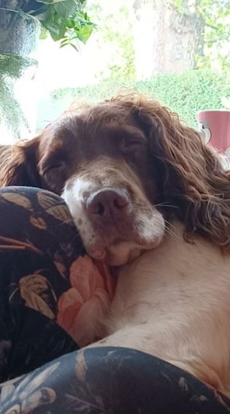 A sleepy Simba having a well-deserved rest after a busy birthday sniffing out the cause of fires & a fun walk. Simba just turned 7 years old - he's been working as one of our Fire Investigation Dogs for nearly 6 years & still loves his role. Happy belated birthday Simba 🎂