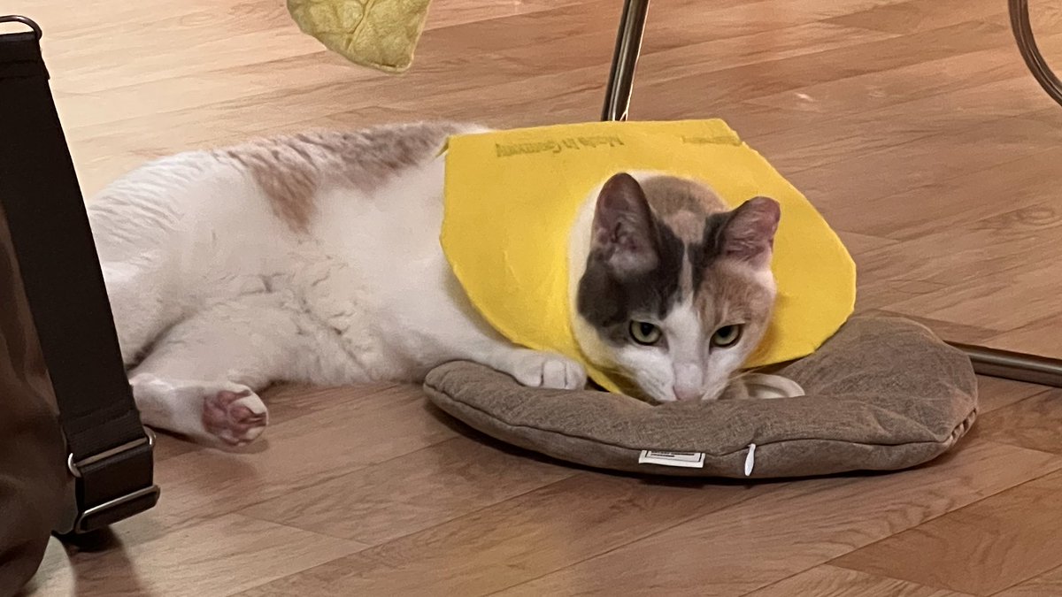 메이도 넥카라 진짜 싫어하는데 그나마 행주 넥카라를 견디더라고요.