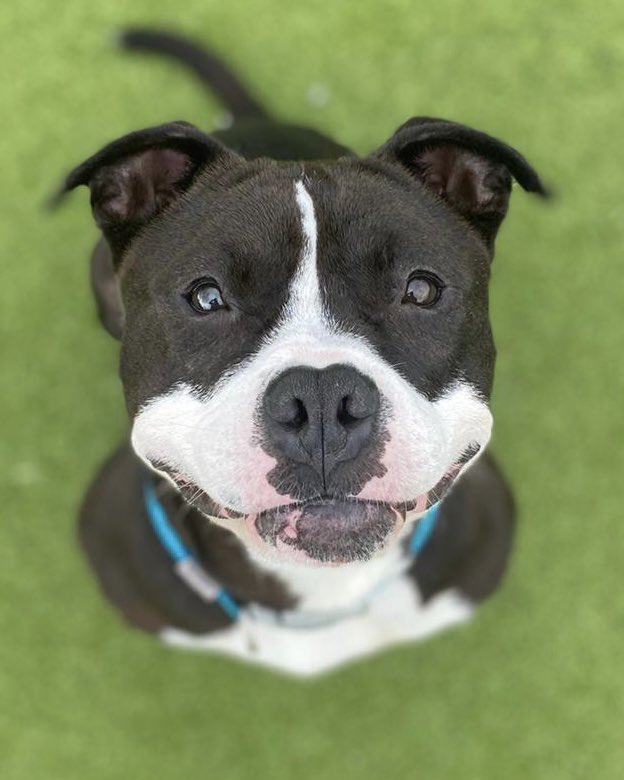 Tonight Domino will spend his 252nd night in the shelter 💔. He’s putting on a brave face but we know he gets very down some days 😞… can you help and offer this boy a home? Read more about him here 👉🏼 dspca.ie/pets/domino-17…

#RescueDog #dspca  #AdoptDontShop