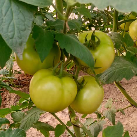 Martin Richenhagen Future Farm tweet media