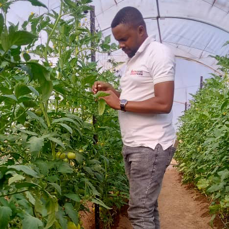 Tomatoes are one of the most popular plants to grow in a vegetable garden. Your tomato plants can produce good quality fruits that are very attractive on the market.

Be on the lookout for our upcoming #Masterclass this December &amp; enrol to be the best #tomato grower in your Area.