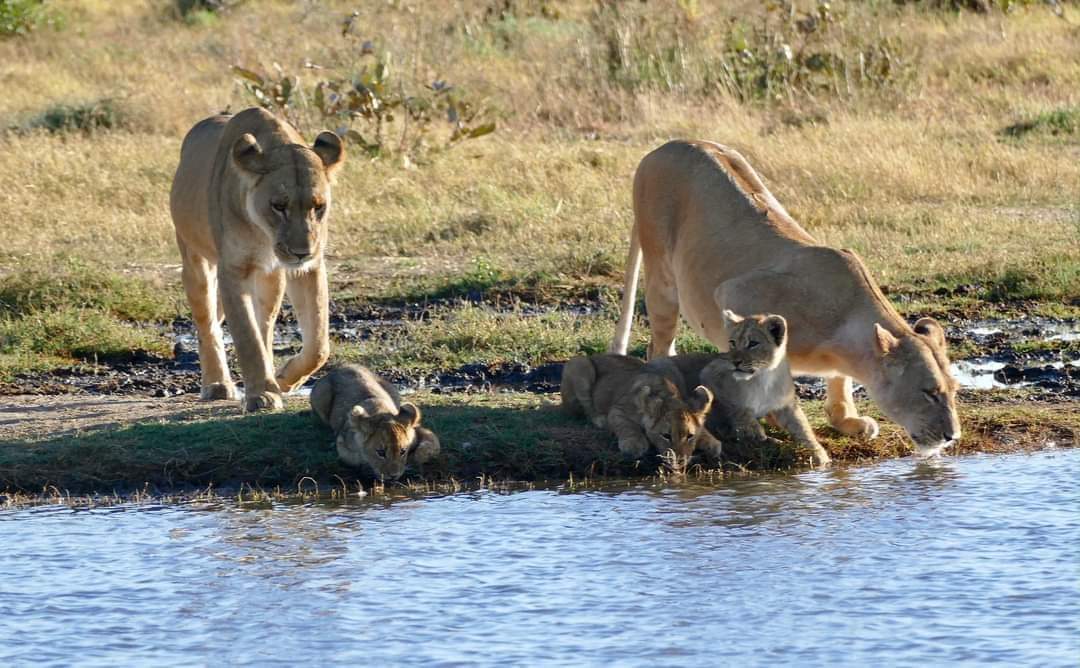 The George Family had some amazing sightings while on there 2018 mobile safari.Thank you for sharing your photos with us. 

#mobilesafari #safari #camping #lions #cubs #widlife #botswana #botswanasafari #lelobusafaris