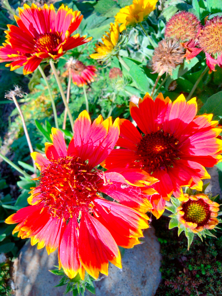 iAt6XS8s9s4V1yU's tweet photo. 咲き続けています / Continued blooming.
#イングリッシュガーデン
#ガイラルディア
#テンニンギク
#秋
#バイカラー
#元気
#オープンガーデン
#Englishgarden
#Yellow
#Orange
#Autumn
#Opengarden
#Japan
#Indianblanket
#Gaillardia
#Sundance
#Blanketflower
#Firewheel
https://t.co/YH7t4lw2lv https://t.co/goXZSRvKVe