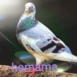 Daniel Priscilla Nat tweet media