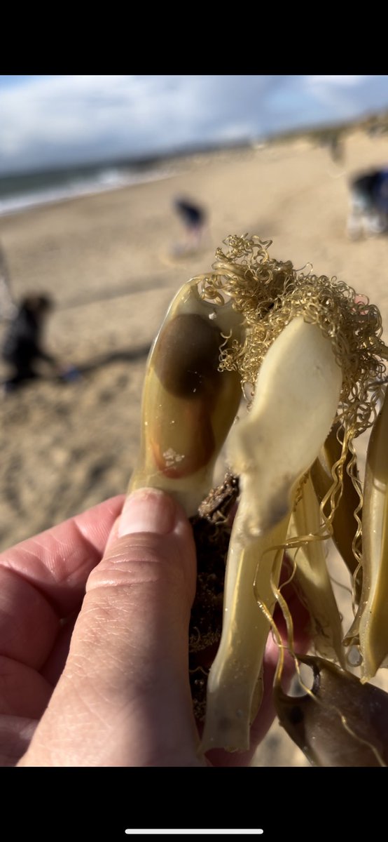 RodwellSam's tweet image. What a find! Dogfish egg case cluster … I think.