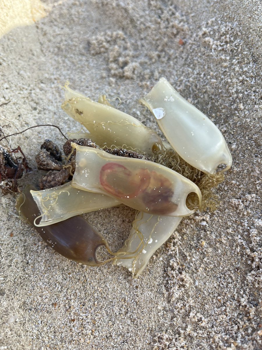 RodwellSam's tweet image. What a find! Dogfish egg case cluster … I think.
