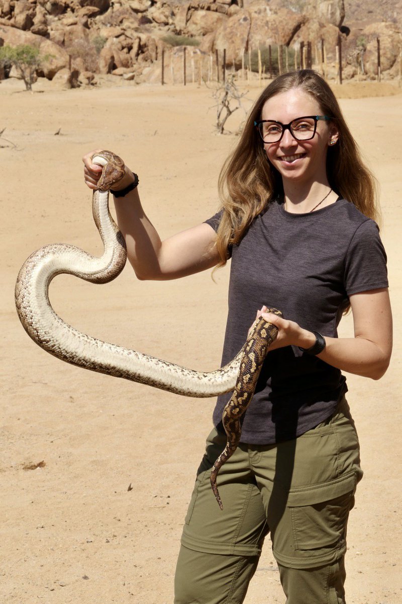 Fun fact sobre nomes populares de répteis no Brasil e Angola que mostram como a história dos dois países está entrelaçada. Em Angola também se usam os termos jiboia e surucucu. Jiboia para as pítons e surucucu para os viperídeos.