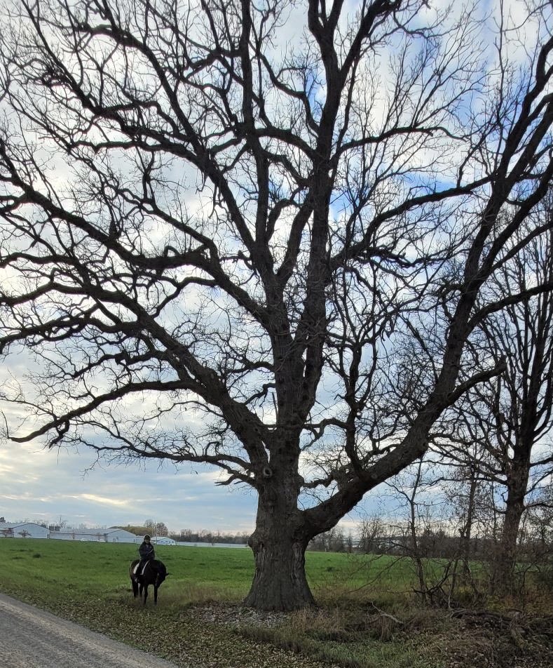 An Oak tree close to 200 years old on our farm dwarfs me with Fin, my rather tall horse!