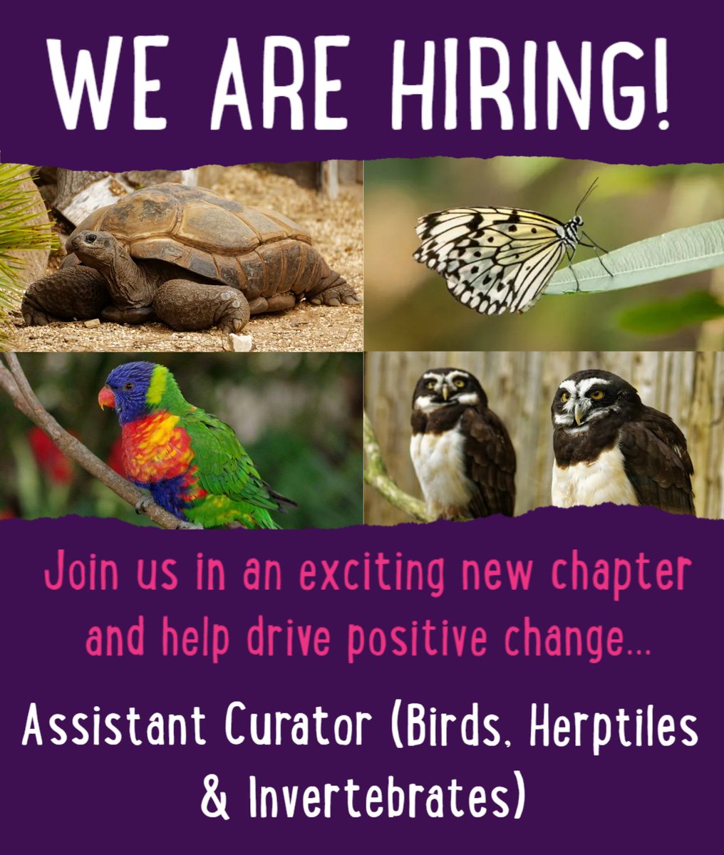It's an exciting time to join us at Twycross Zoo as we enter a new chapter through restructure, providing an ideal opportunity to drive positive change and help shape the future of our conservation efforts and exceptional work delivered by our teams.
Info: jobs.twycrosszoo.org/twycrosszoo/se…
