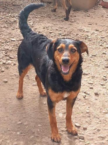 Leyla mit den treuen Augen (Hund) dlvr.it/SyVg4r