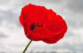 Royal British Legion Poppy Appeal - The School Council will be visting classes this week. Items include: snapbands, clip on poppies, zip pulls, wrist bands and regular poppies. If your child would like to donate, please send money into school in a named envelope.