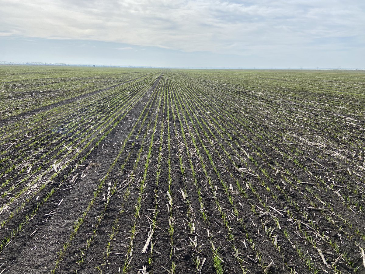 Llovió en Rumania 🇷🇴 y apareció el trigo.
Que lindo suelo, una pena no hacer directa… ojalá pronto.

#trigo #agro