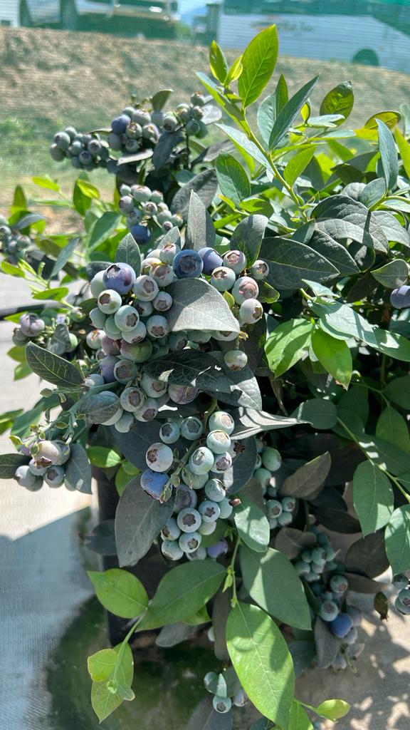 globalplantgen's tweet photo. #Gladiator stands as a proud member of the GPG esteemed "#Blue #Angels" series of #blueberries - This exceptional variety consistently shines in blueberry #trials, showcasing its excellence as an early to mid-season gem.
For more info - https://t.co/271yLsSLxN
#Berries #Fruit https://t.co/9a2kV8UEOz
