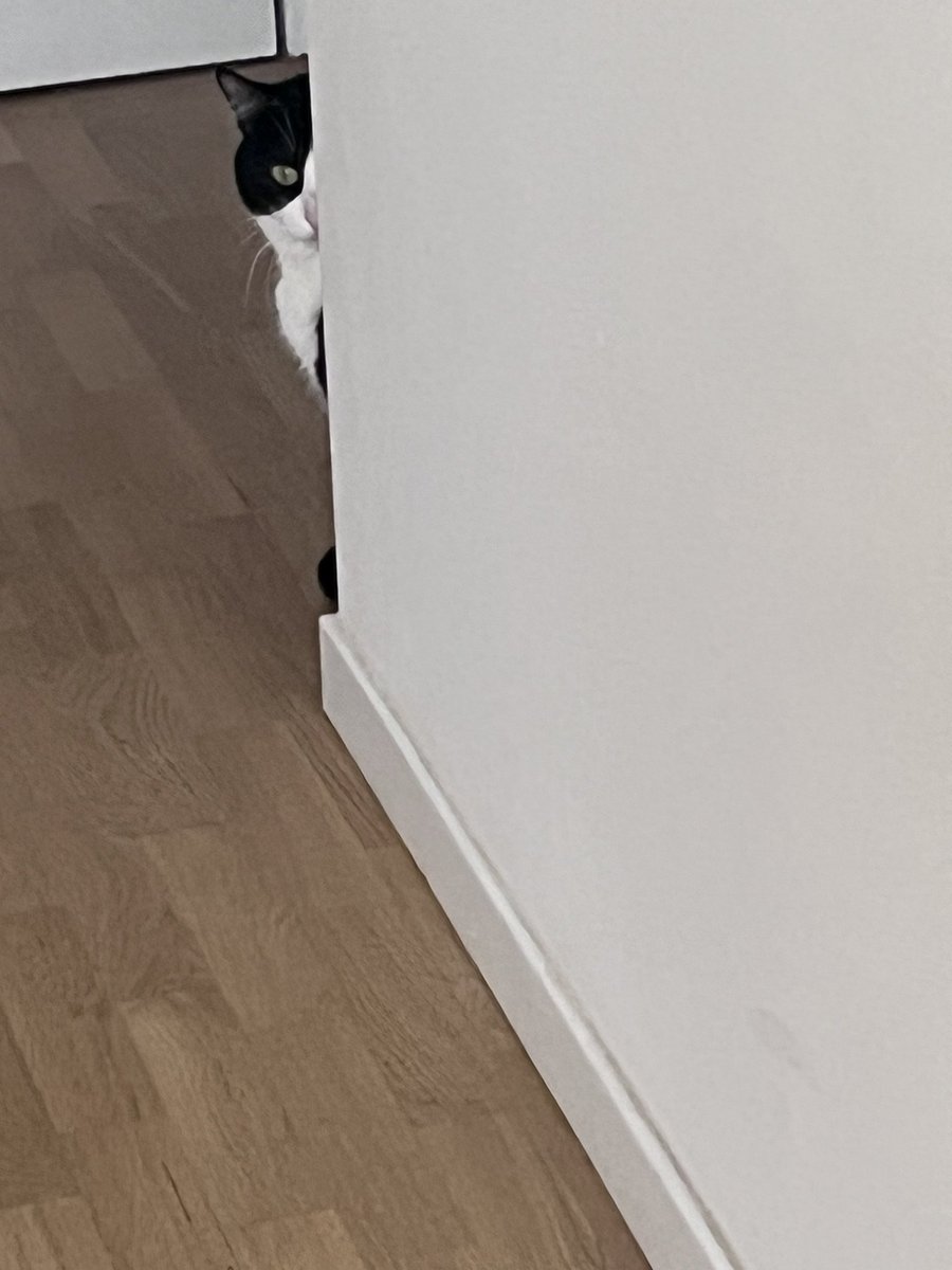 KateAlSendeye's tweet photo. Des fois je suis juste chez moi à me mêler de mes affaires et je surprends mon chat à m’observer comme ça, comme si c’est à lui que je verse le loyer quoi https://t.co/sYLQCDuvbM