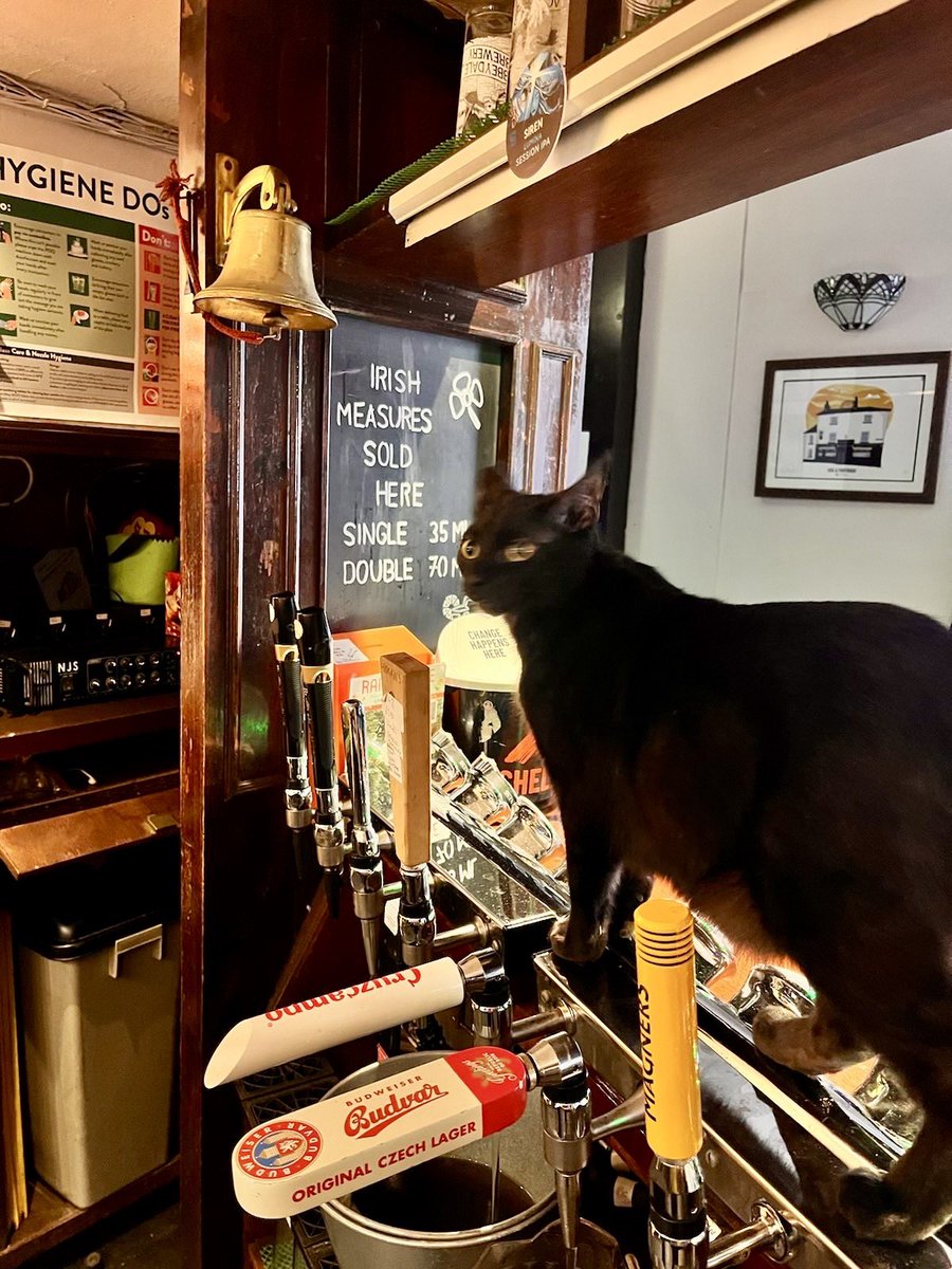 “Helping”. Again. 🤔😂

#cat #catoftheday #catlife #catphoto #catsofthedog #pubcat #pubcats #catsoftwitter