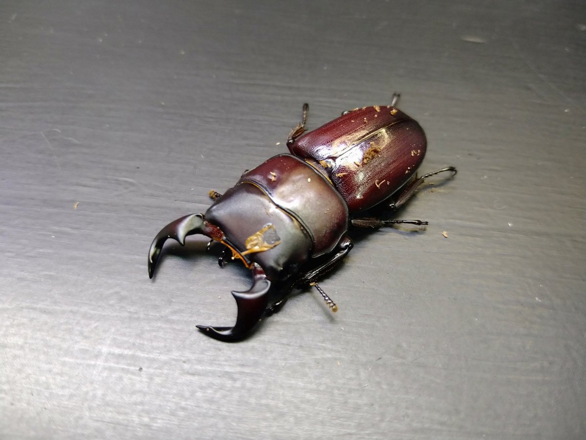 ドルクステンリュウ✨
ティエンロン…WF1

とうとう拝めました✌️
♂40.5mmの40over‼️
37mmから大幅更新！
内歯のエグさに磨きがかかったわ(๑•̀⌄ｰ́๑)b