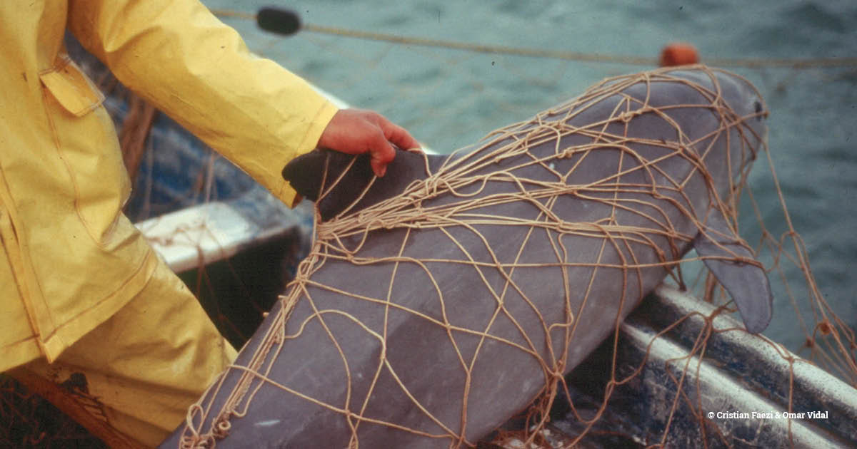 EIA_News's tweet image. CITES #SC77: @IUCNCetaceanSG member &amp;amp; world expert Dr Lorenzo Rojas-Bracho has studied #vaquitas for 30 yrs and has presented damning evidence to @CITES Standing Committee that #Mexico has much more to do to prevent their extinction.

iucn-csg.org/actions-taken-…