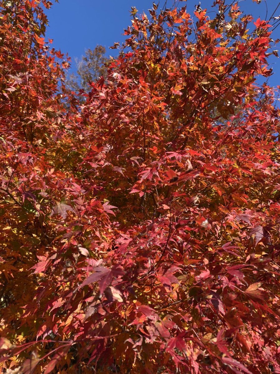 DJSamuraiShadow's tweet photo. More power
🍁 https://t.co/6NbibwpfSO