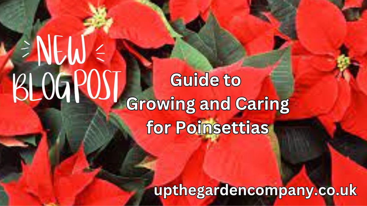 UpTheGardenCo's tweet photo. Guide to Growing and Caring for Poinsettias. To continue reading, find our blog here:
https://t.co/EFIERY0gqa

#poinsttias #poinsettia #christmasplanting #christmasgardening #christmasgifts #christmasgardengifts #winterplants #winterplanting #indoorplants #christmascolour https://t.co/ZLsNwLw3XG