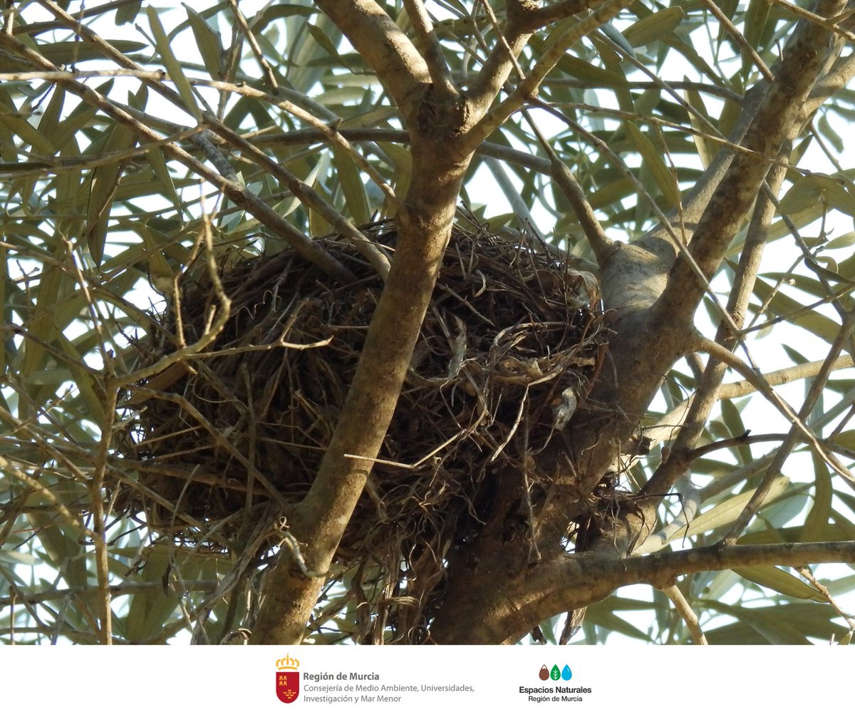 ElVallePR's tweet image. 🪹 Los #Nidos son obras maestras de la #Naturaleza, donde las #Aves construyen hogares acogedores para sus crías 🐣
Si paseando por #ElVallePR, tienes la suerte de ver un nido, no lo cojas, evita tocarlo o alterarlo 👌

Belleza e ingenio se unen tras estos pequeños refugios 🪺