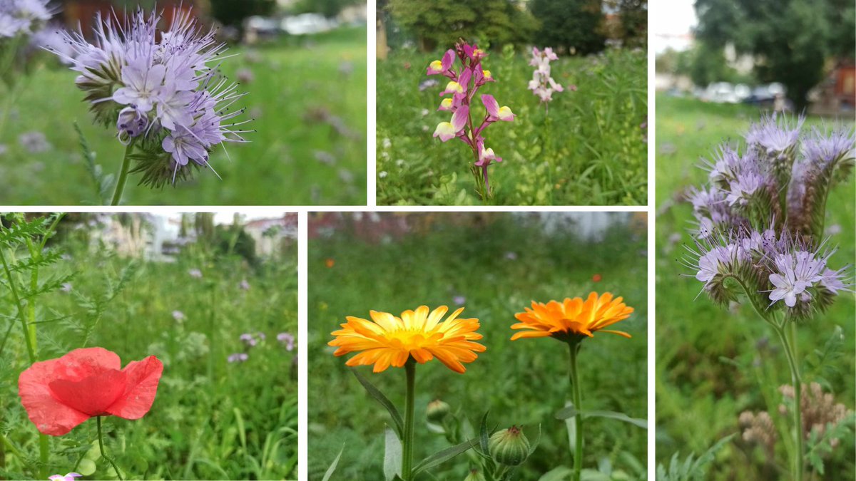 Czy o łące kwietnej można pisać jesienią🍂? A dlaczegóż by nie! 
📌Aby cieszyć się kolorowymi kwiatami🪻🥀 latem, łąka po wysianiu jest zielona, 
📌Kosi się ją dwa razy w roku. 
Po więcej informacji zapraszamy👉utn.pl/wPqqa