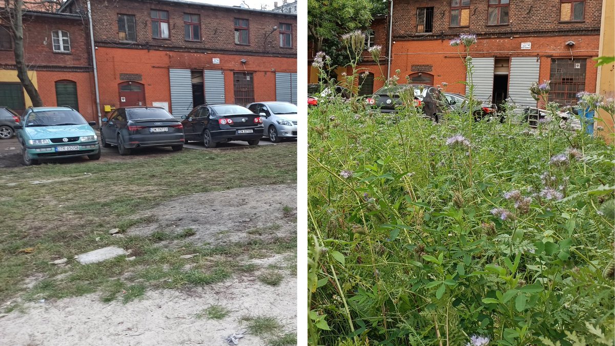 #PrzediPo tak właśnie wygląda to samo miejsce po ponad roku. Było warto? Zdecydowanie! Wrocławski #Ołbin już w kolejnym sezonie będzie cieszyć się prawdziwie kolorową łąką kwietną.