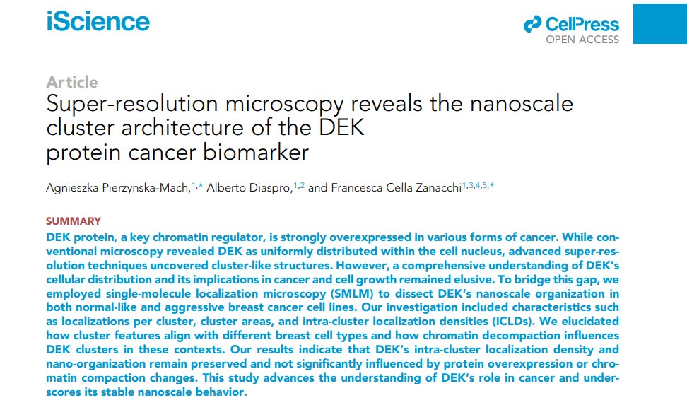 Agnieszka Pierzyńska-Mach (@machpierzynska) on Twitter photo Very excited to share our recent article covering a part of my <a href="/MSCActions/">Marie Skłodowska-Curie Actions</a> project at <a href="/IITalk/">IIT</a> <a href="/DiasproLab/">Diaspro Lab</a>! Together with F. Cella Zanacchi, we show the nanoscale behavior of DEK oncoprotein in breast cancer cell lines studied with #SMLM! 🔬✨
For more: cell.com/iscience/pdf/S… Very excited to share our recent article covering a part of my <a href="/MSCActions/">Marie Skłodowska-Curie Actions</a> project at <a href="/IITalk/">IIT</a> <a href="/DiasproLab/">Diaspro Lab</a>! Together with F. Cella Zanacchi, we show the nanoscale behavior of DEK oncoprotein in breast cancer cell lines studied with #SMLM! 🔬✨
For more: cell.com/iscience/pdf/S…